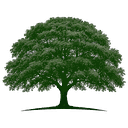 Beech Tree Consulting